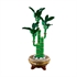 LEGO Botanical Collection: Bambus za srečo