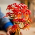 LEGO Botanical Collection: Bonsaj japonski rdeči javor