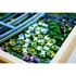 LEGO Art: Claude Monet – Vodne lilije in japonski most