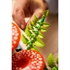 LEGO Botanical Collection: Gozdne gobe