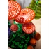 LEGO Botanical Collection: Gozdne gobe